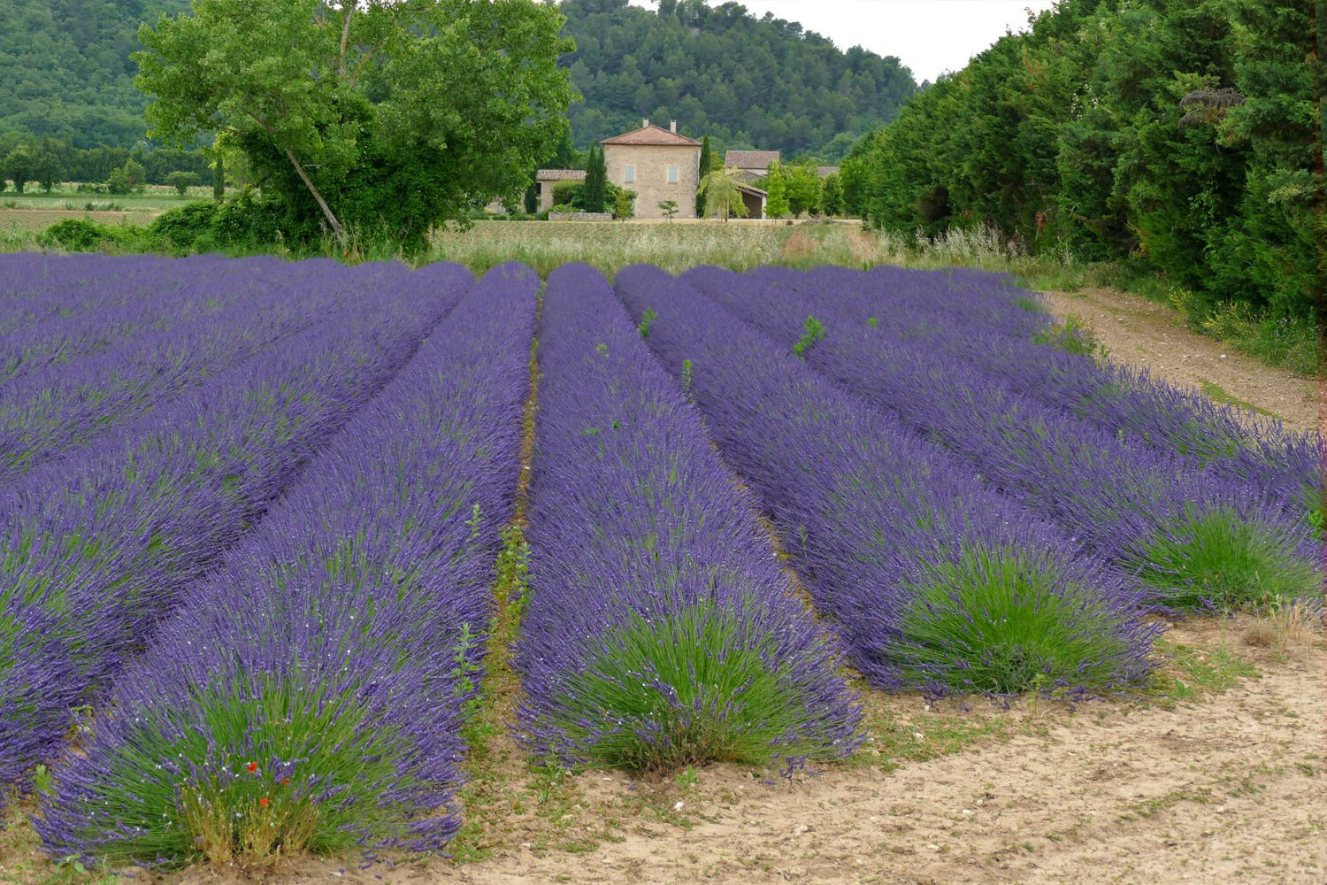 Lavender field in Provence